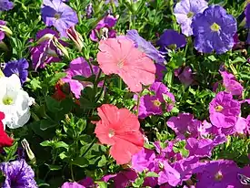 Tarhapetunian (Petunia × hybrida) lajikkeita.