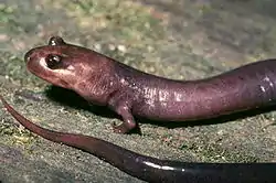 Phaeognathus hubrichii