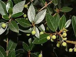 Leveäpiipensas Phillyrea latifolia