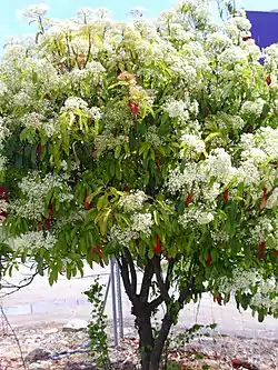 Sahapunamarja (Photinia serratifolia) Espanjassa