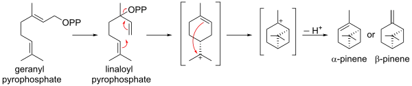 Pineenin biosynteesi geranyylipyrofosfaatista