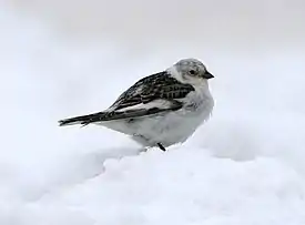 Pulmunen (Plectrophenax nivalis)