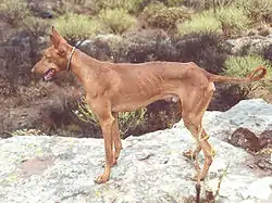 Kanarianpodenco (Espanja)