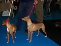 Andalusianpodenco (ei FCI-rotu)