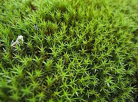 Karhunsammal (Polytrichum sp.)