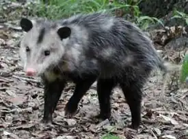 Virginianopossumi (Didelphis virginiana)