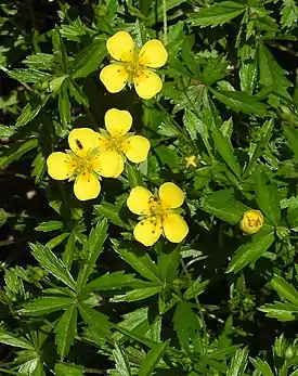 Rätvänä (Potentilla erecta)