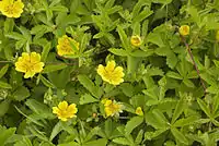 Hanhikit (Potentilla)