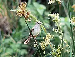 Tuhkapriinia (Prinia subflava) keräämässä pesänrakennusaineita Etelä-Afrikassa