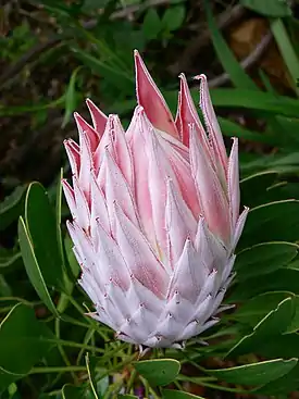 Etelä-Afrikan kansalliskukka: kuningasprotea (Protea cynaroides)