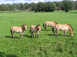 Przewalskinhevosia (Equus caballus przewalskii)