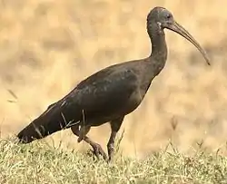 Pronssi-iibis (Plegadis falcinellus)