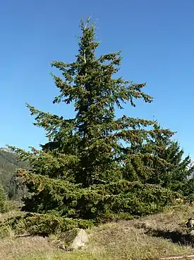 Lännendouglaskuusi(Pseudotsuga menziesii var. menziesii)