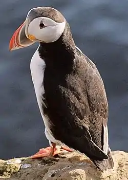 Lunni (Fratercula arctica)