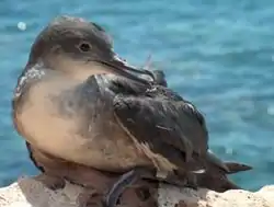 Baleaarienliitäjä (Puffinus mauretanicus)