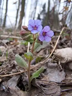 Lehtoimikkä (Pulmonaria obscura)