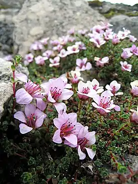 Sinirikko (Saxifraga oppositifolia)