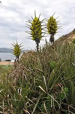 Puya chilensis