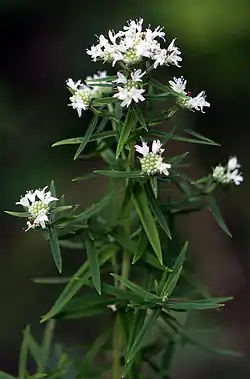 Virginianvuoriminttu (Pycnanthemum virginianum)