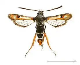 Pyropteron chrysidiforme