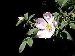 Koiranruusu (Rosa canina)