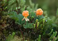 Lakka (Rubus chamaemorus)