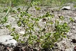 Kääpiöpellava (Radiola linoides)