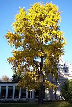 Neidonhiuspuu (Ginkgo biloba) syysvärityksessä.