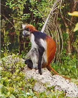 Sansibaringueretsa (Piliocolobus kirkii)