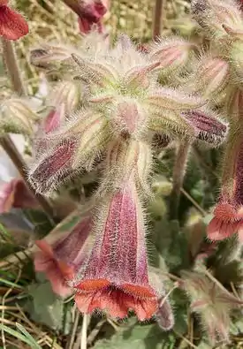 Pikkusoilio (Rehmannia glutinosa)