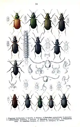 Eräitä yläheimon kovakuoriaisia heimossa Carabidae