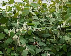 Sahalinintatar eli jättitatar (Reynoutria sachalinensis, syn. Fallopia sachalinensis)