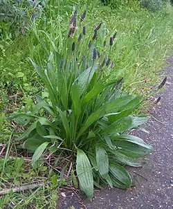 Heinäratamo (Plantago lanceolata)