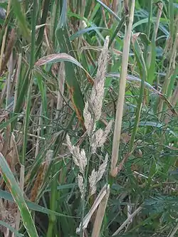 Ruokohelpi (Phalaris arundinacea eli Phalaroides arundinacea)