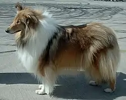 Pitkäkarvainen collie (156, Iso-Britannia)