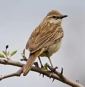 Kiurukerttu (Cincloramphus mathewsi)