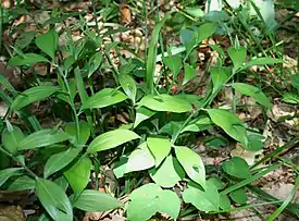 Isoruskus Ruscus hypoglossum.