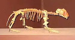 Lystrosaurus georgin luuranko Venäjällä