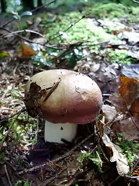 Russula decolorans - kangashapero