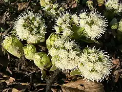 Valkoruttojuuri (Petasites albus), Helsingin Kasvitieteellinen puutarha, 30.3.2007.