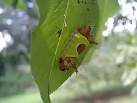 Sibine stimulea -lajin toukka