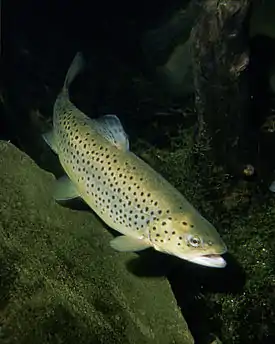 Taimen (Salmo trutta)