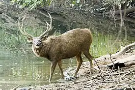 Sambarhirvi (Rusa unicolor)