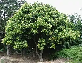 Pyykkärinsaippuamarja (Sapindus saponaria), heimon tyyppisuvun saippuamarjojen tyyppilaji.