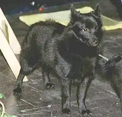 Schipperke (83, Belgia)