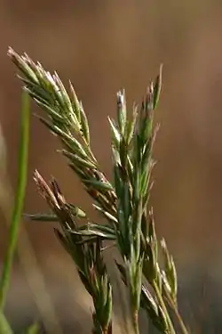 Espanjannatanen (Schismus barbatus)