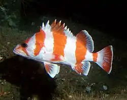 Lippukorusimppu (Sebastes rubrivinctus)