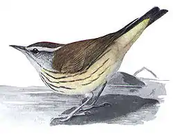 Purokerttuli (Parkesia motacilla)