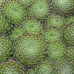 Partamehitähti (Sempervivum ciliosum)