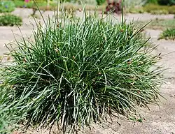 Sesleria sadleriana